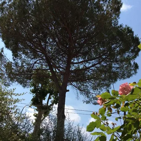 I Girasoli Di Migliarino *